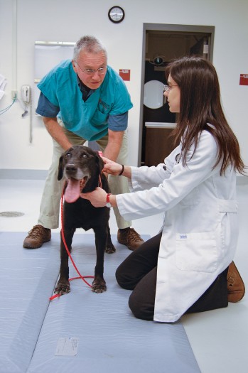 Professor Rory Todhunter gives dog an orthopedic exam