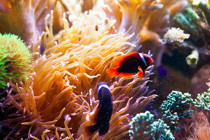 Some of Pillardy's clown fish and sea anemones