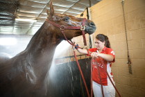 Ali Hoffman '12 washes down a horse after a match