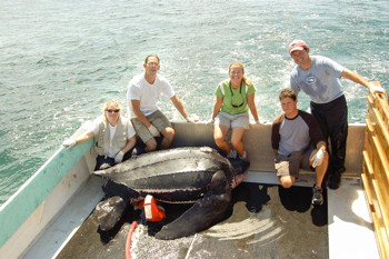 Veterinarian Charles Innis with research team and a  live-captured giant leatherback turtle